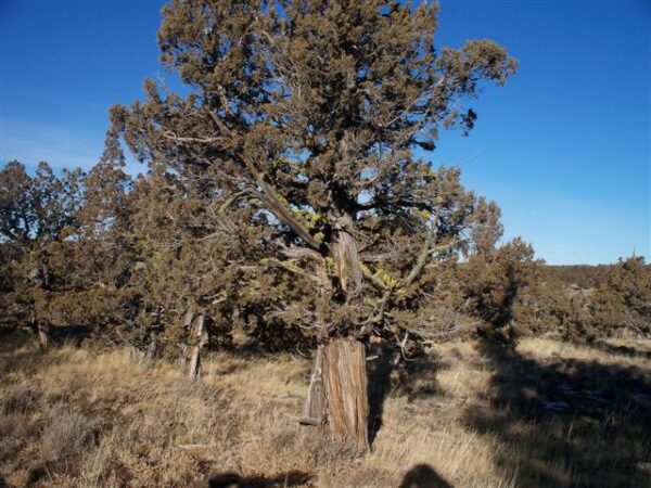 Juniper tree growing near the owhyee mountains