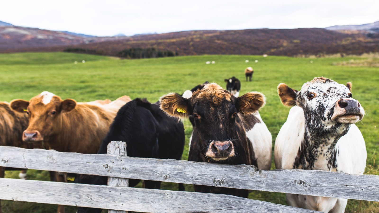 When The Cows Come Home HIPWELL RANCH